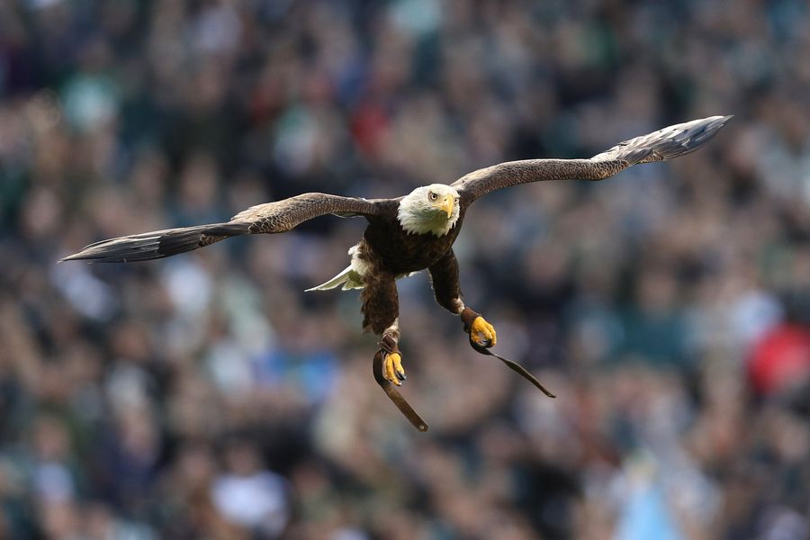 The Cotton Bowl Pregame Eagle Went Rogue All Over JerryWorld