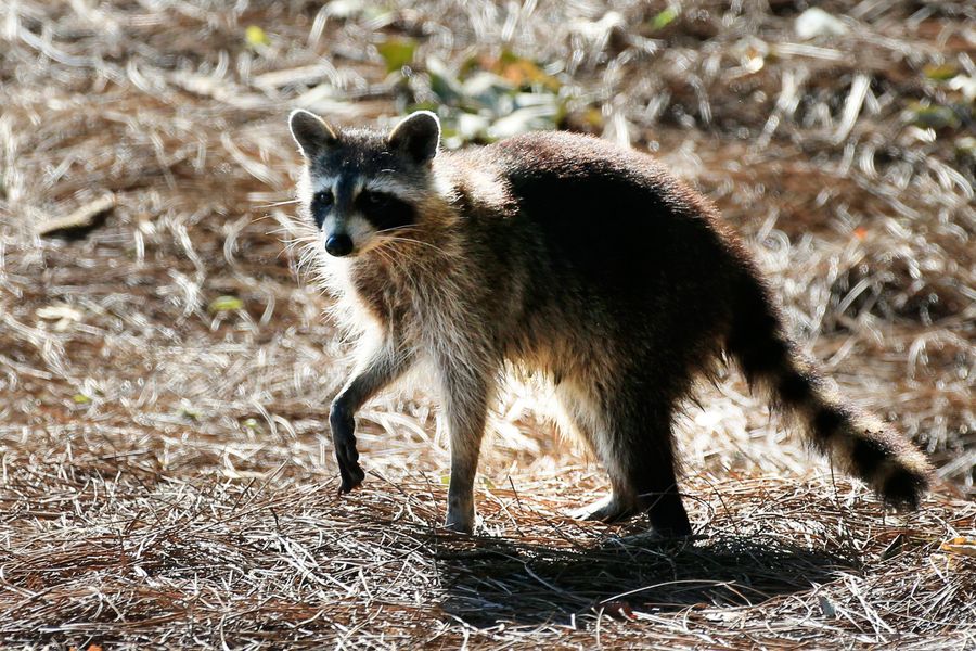 Tell Us Your Horrifying Animal Tales