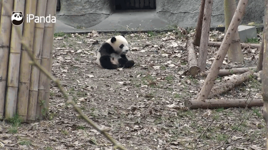 Roll, Panda! Roll!