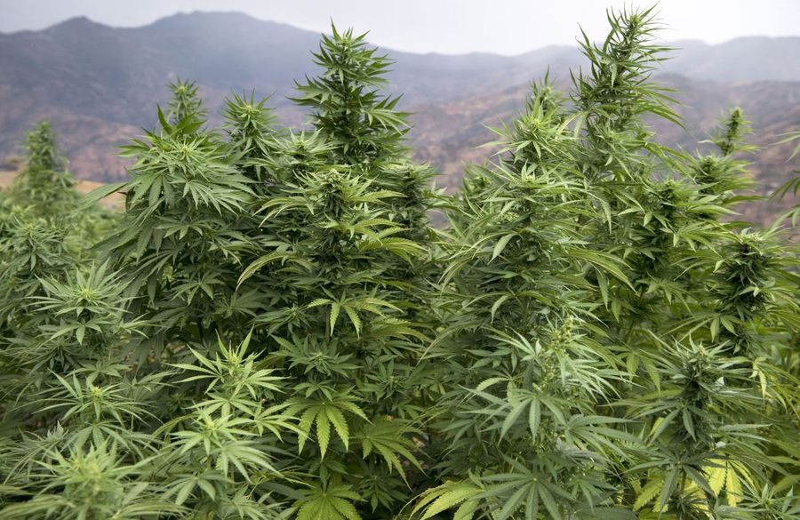 It&#39;s 4:20 on 4/20, let&#39;s fire one up for the sports heroes who smoke weed