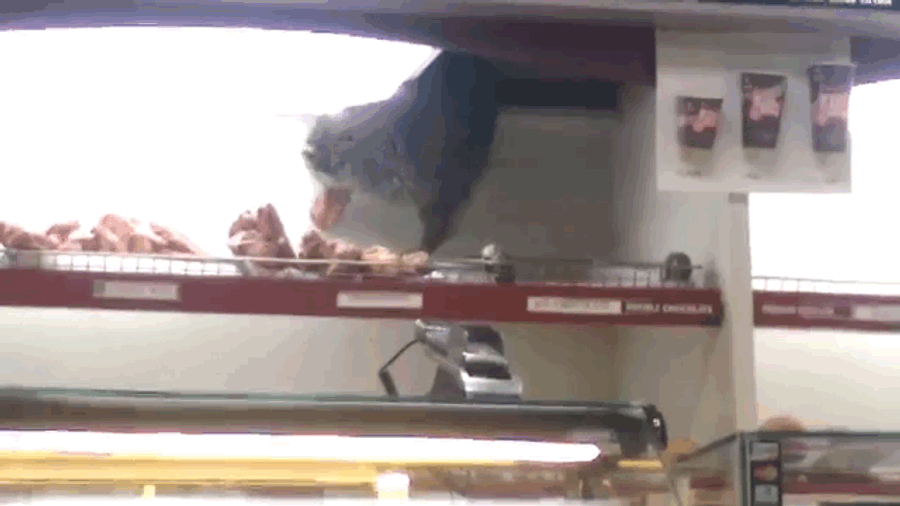 Donut-Stealing Raccoon Has Curious Donut Choices