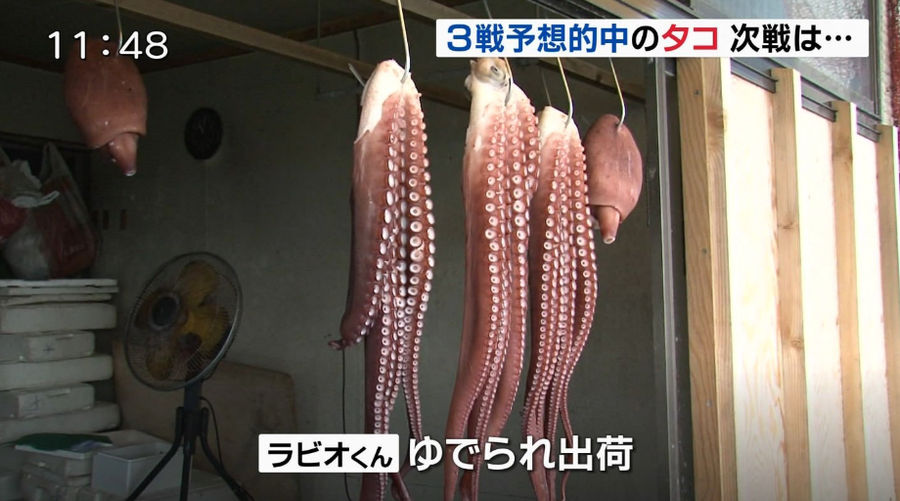 I Am Not Superstitious, But Japan <i>Definitely</i> Lost Because Its Psychic Octopus With A Perfect Record Was Killed, Sold, And Eaten