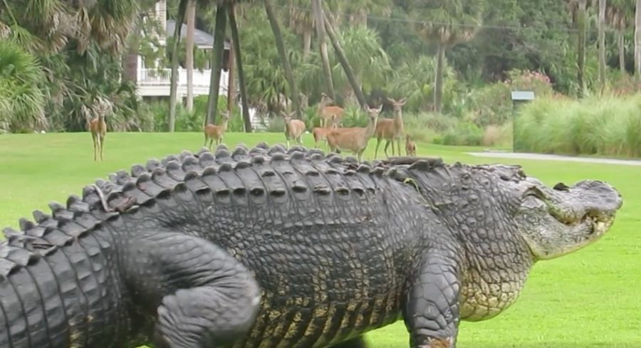 Dinosaur-Sized Gator Enjoys Casual Stroll On The Golf Course With His Friends The Deer