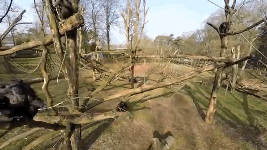 Excellent Chimp Knocks Stupid Drone Right Out Of The Sky