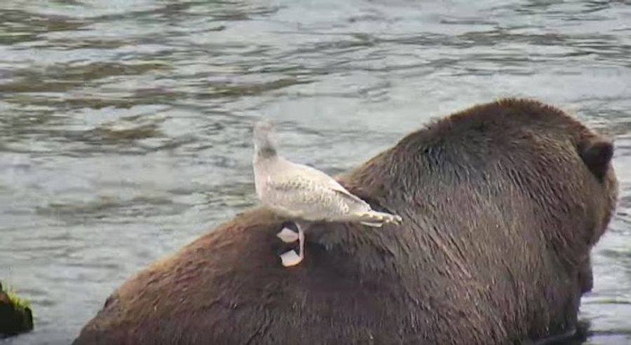 Bird On A Bear