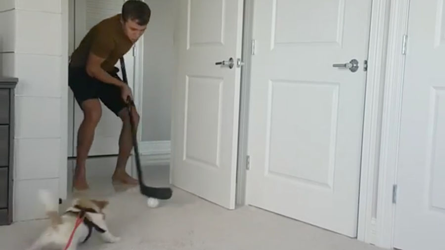 Artemi Panarin's Dog Is The World's Cutest Forechecker