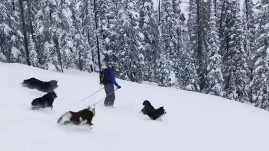 The Sports Highlight Of The Day Is These Noble Ski Dogs