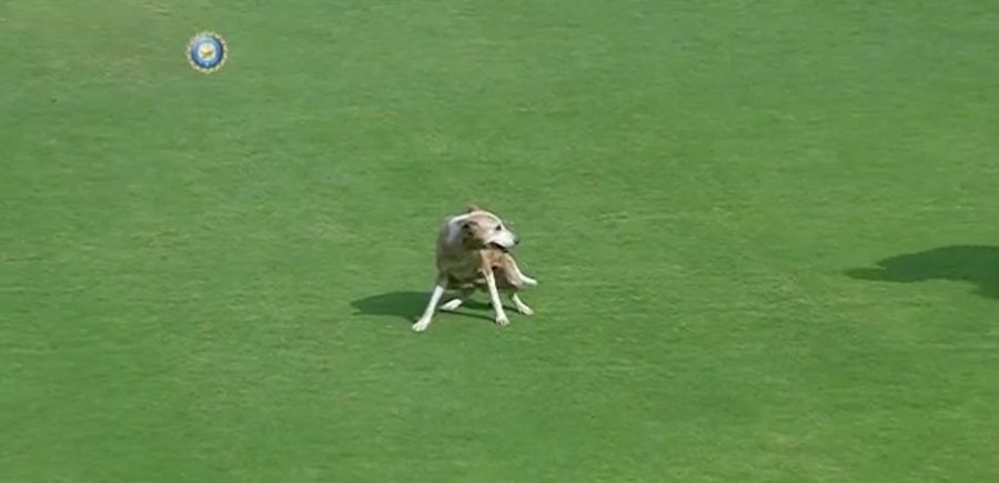 Very Good Dog Interrupts Cricket Match, Makes A Doo-Doo On The Field