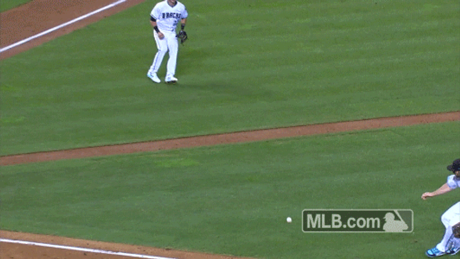Ignorant Bird Almost Gets Mushed By Bunt