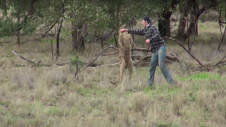 The Giants Got Motivated This Week By Watching A Guy Punch A Kangaroo