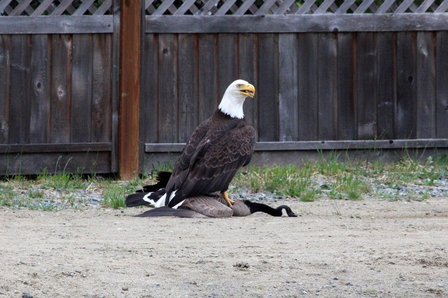 This Bald Eagle Could Have Fucked Up This Canada Goose, But Didn&#39;t Because It Is Brutal Yet Merciful