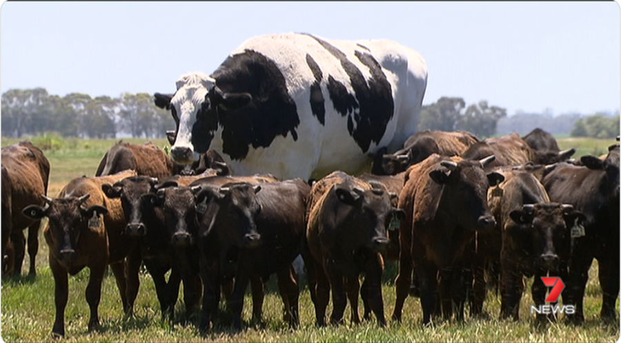 Please Enjoy This Enormous Australian Cow