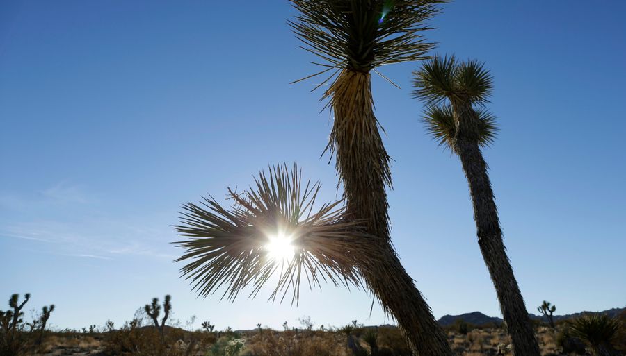 Reading Product Plugs From Joshua Tree Helped Me Understand My Industry's Twisted Heart<em></em>