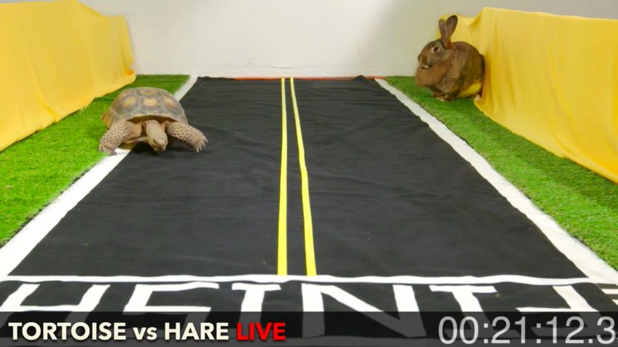 Choking-Ass Glory Boy Rabbit Blows Huge Lead To Tortoise