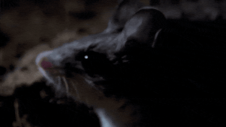 Please Understand That I Would Kill, And Surely Die, For This Carnivorous Howling Mouse
