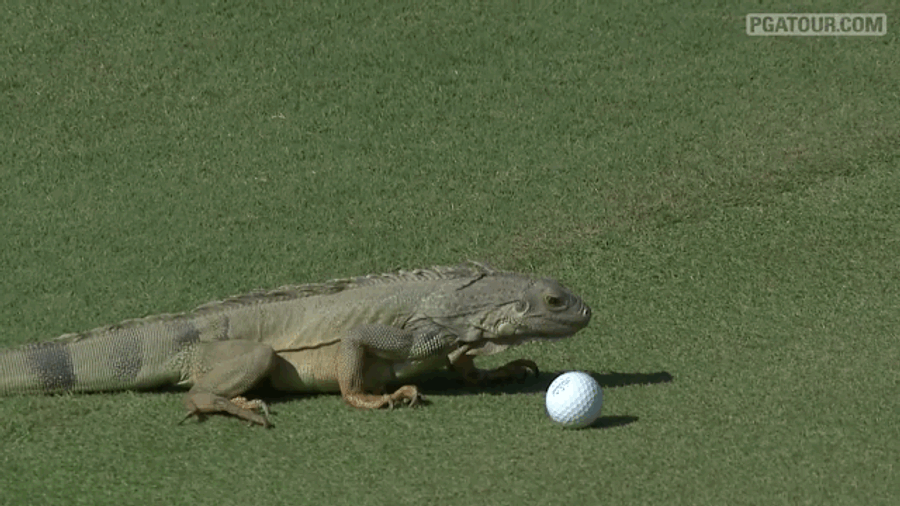 Iguana Decides He Does Not Want That Golf Ball After All