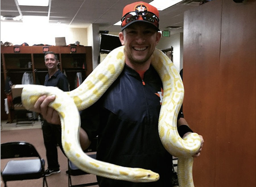 Here Are Some Houston Astros Just Chillin&#39; With An Albino Python