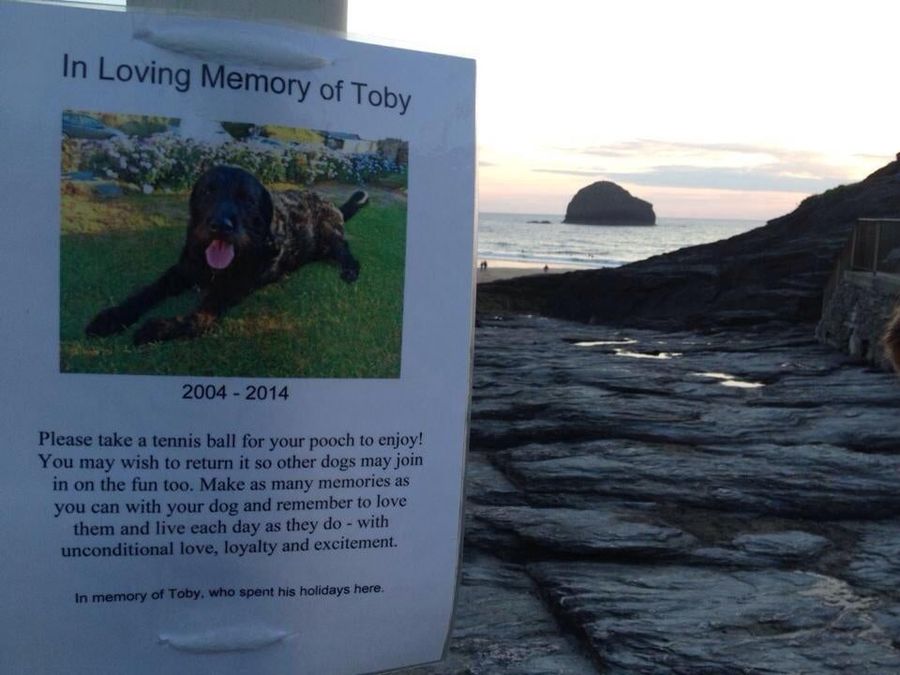 Play With Your Puppy Today, For Toby