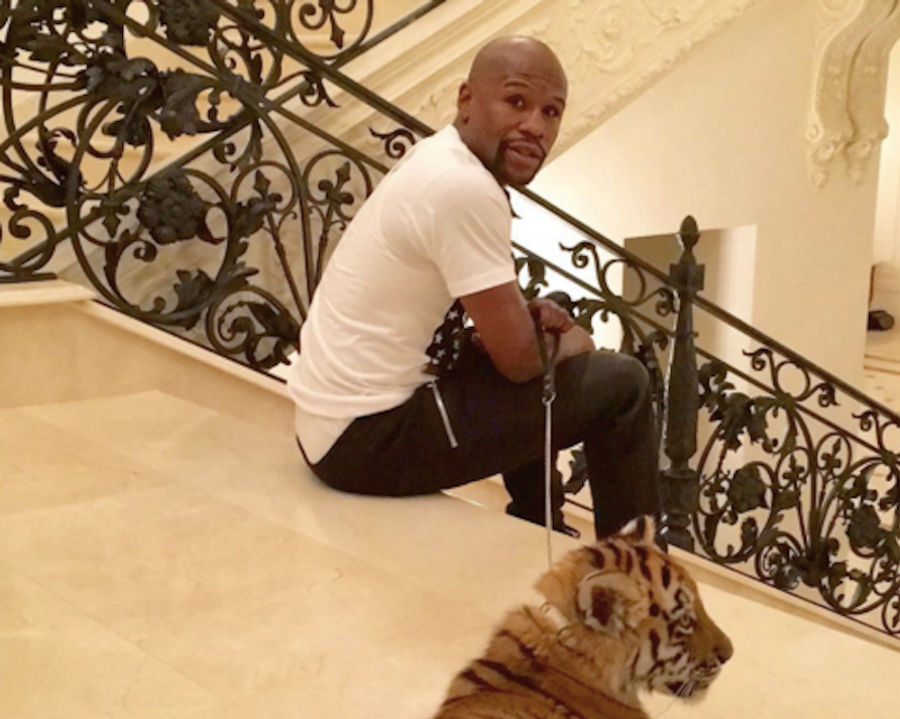 Floyd Mayweather Says He Has A New Pet Tiger