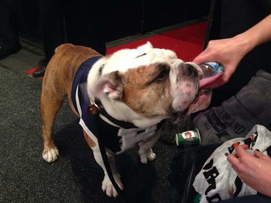 Sports Dog Barfs