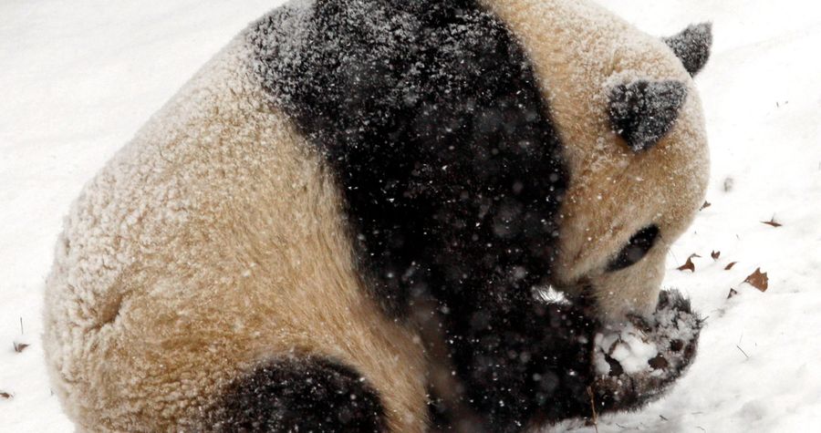 Very Chill Panda Loves The Snow Very Much, Yes He Does