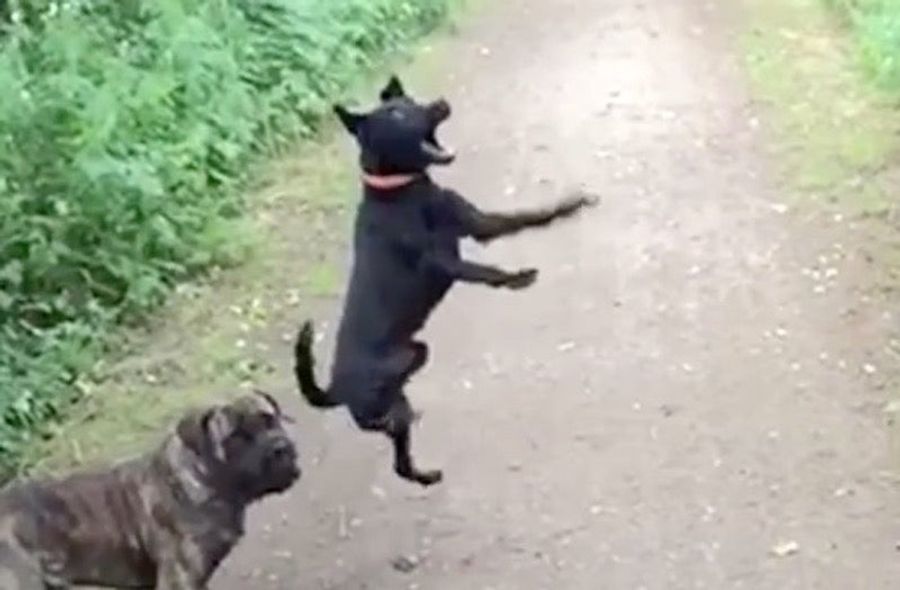 Here's The Best Sports Highlight Of The Day