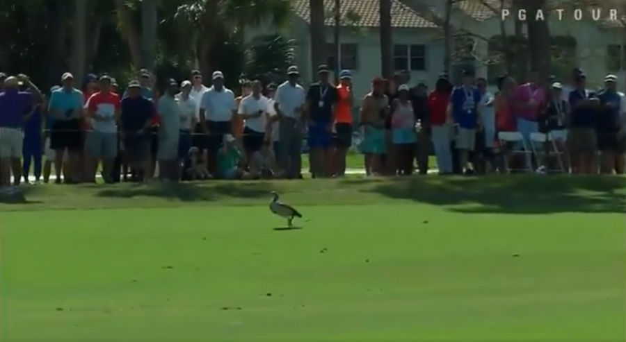 Bad-Ass Goose Unfazed After Getting Plunked By Tiger Woods Drive