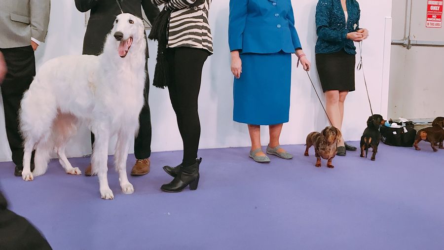 These Good Pups All Want To Be Champion