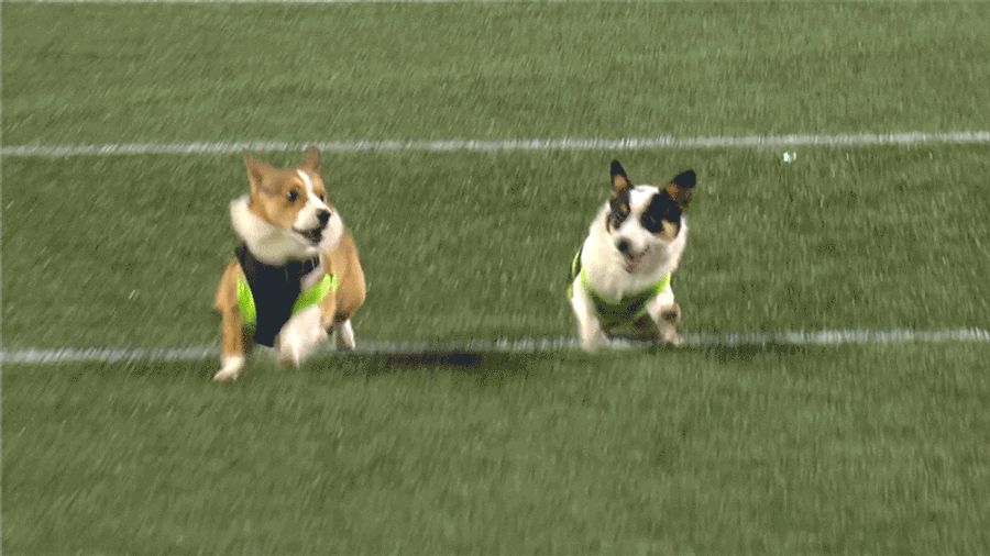 Napoleon The Racing Corgi Crushes All Challengers, Is A Very Good Boy