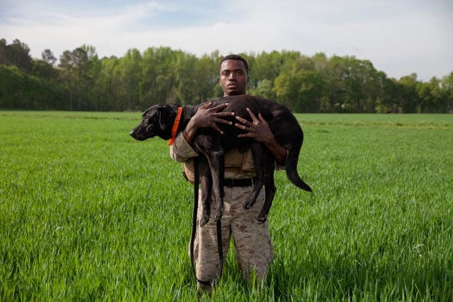 The Dogs Of War