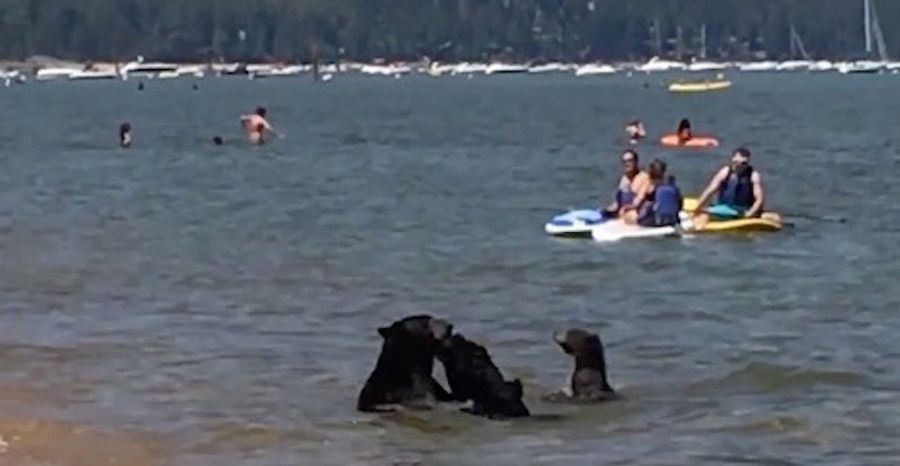 The Human Beach Is For Bears Now