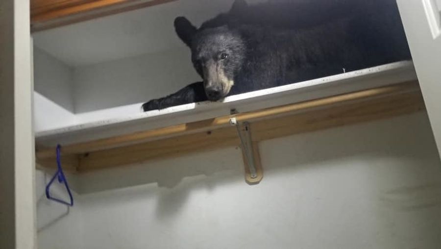 Bear Breaks Into Montana Home, Takes Nap On Shelf