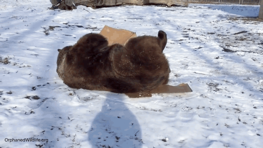 A Bear With A Box Is A Satisfied Bear