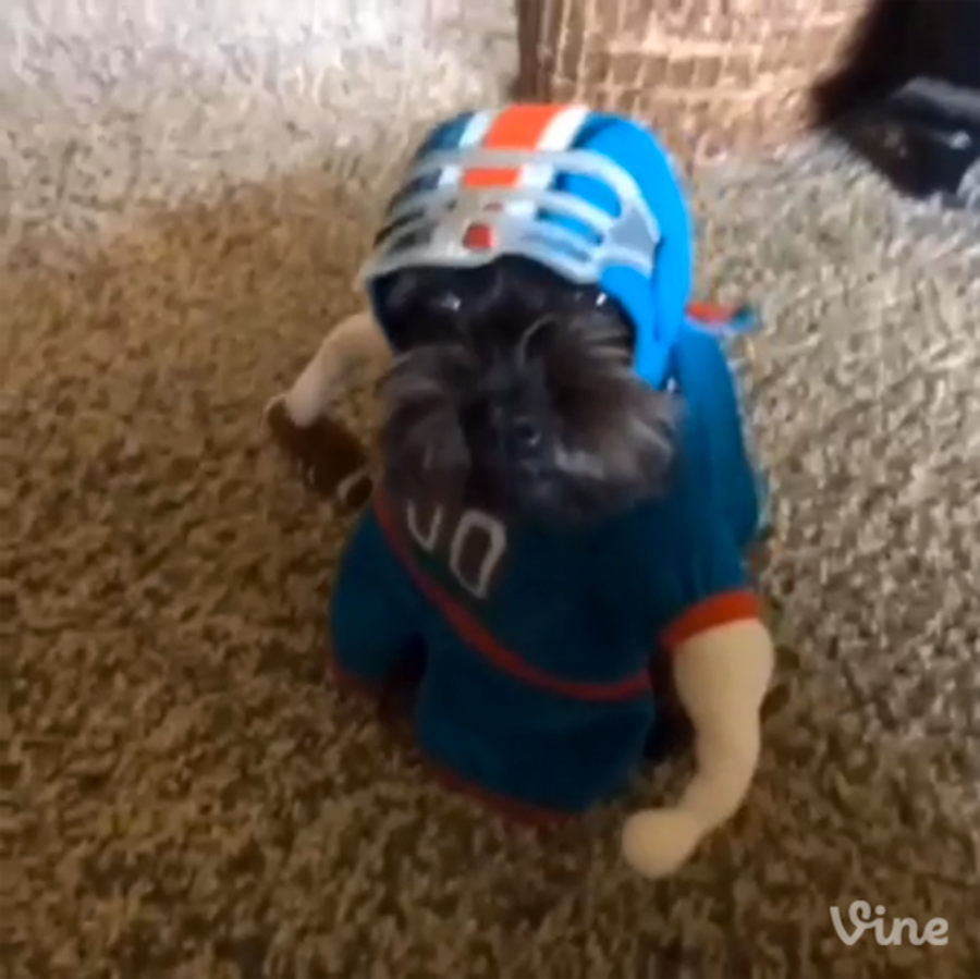 I Can't Stop Watching This Dog Run Around In A Football Costume