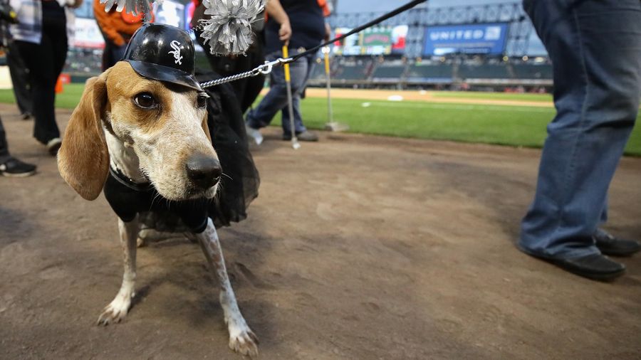 Look At These Goddamn Blighted Dogs