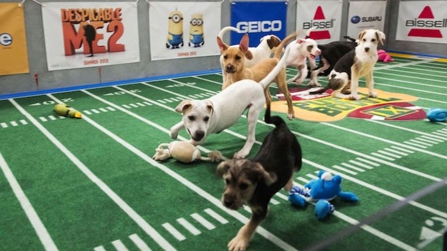 Puppy Bowl, Fish Bowl, Kitten Bowl: Counterprogramming The Super Bowl