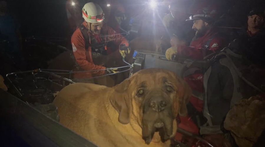 Enormous Dog Rescued After Hiking Too Much