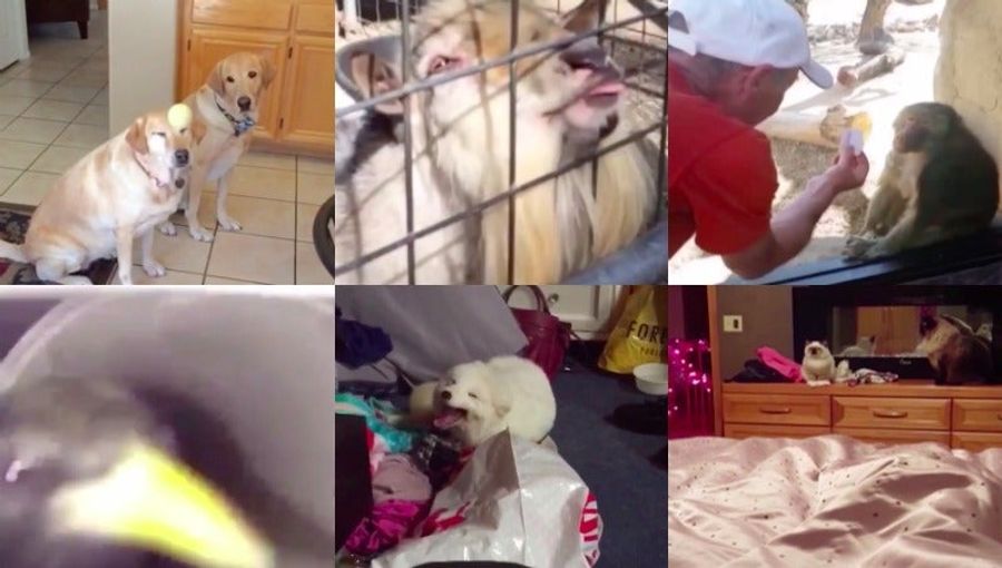 Here Are Some Good Sport Vines