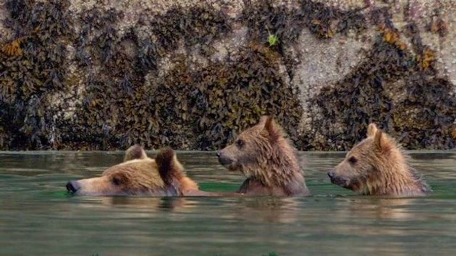 Disney's <em>Bears</em>: Bears Watching