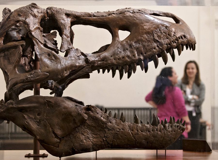 Dinosaurs Suck Now