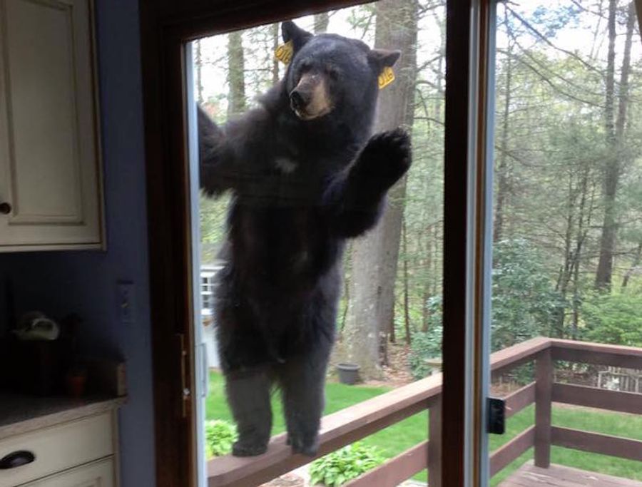 Open Up, Motherfucker, Bear&#39;s Here