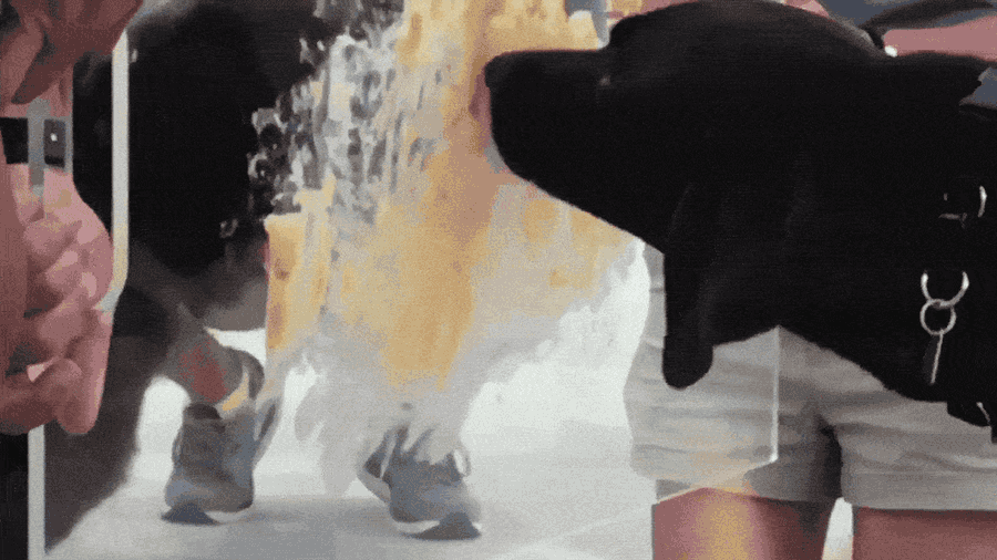 The Best Sports Of The Night Is These Dogs Licking Peanut Butter