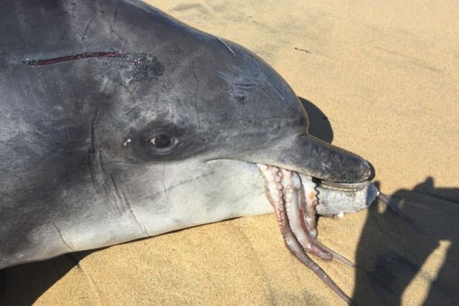 Dolphin Owned To Death By Octopus