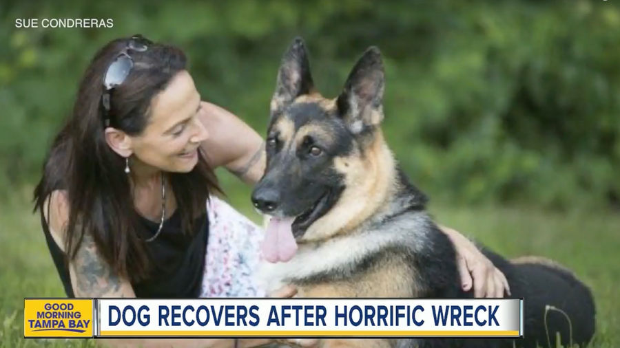 Floppy Ear Ends Touching Underdog Story