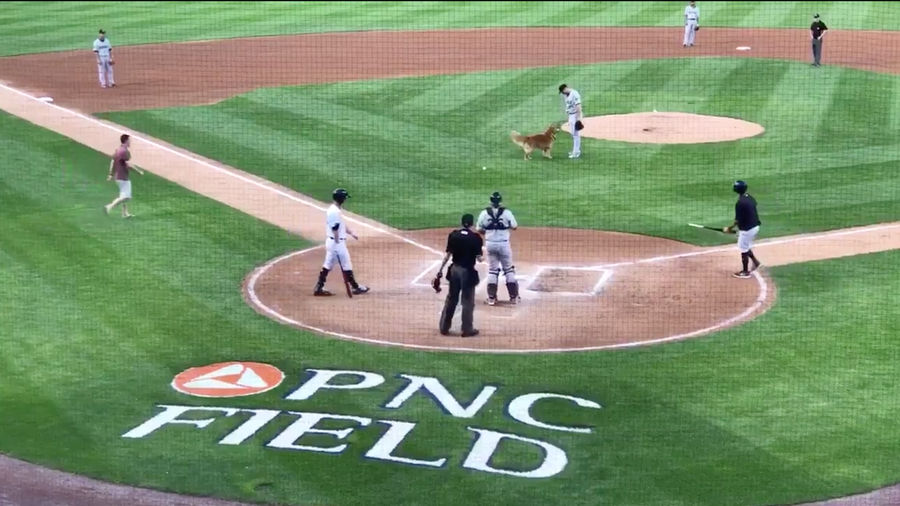 Very Good Bat Dog Has Identity Crisis, Chases After Ball