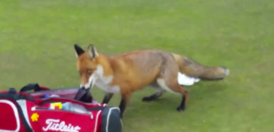 Fox Invades Golf Course, Steals A Dude's Wallet