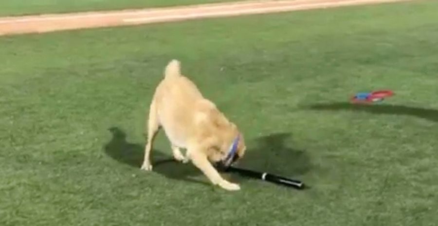 Baseball Dog Shirks His Duties, Remains A Good Dog