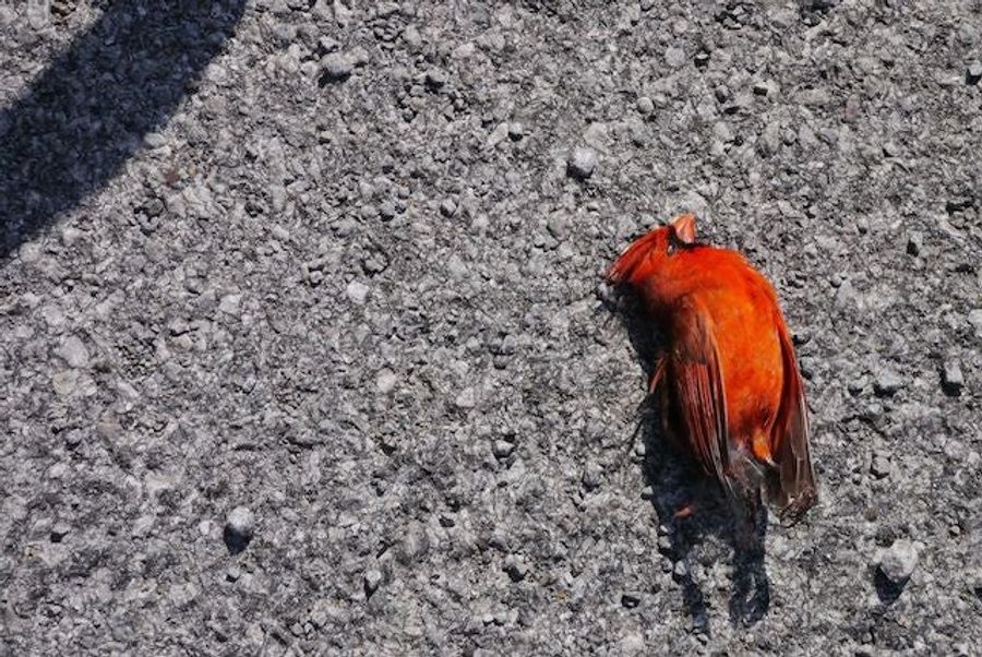 Hate Mail (Mostly) From Cardinals Fans