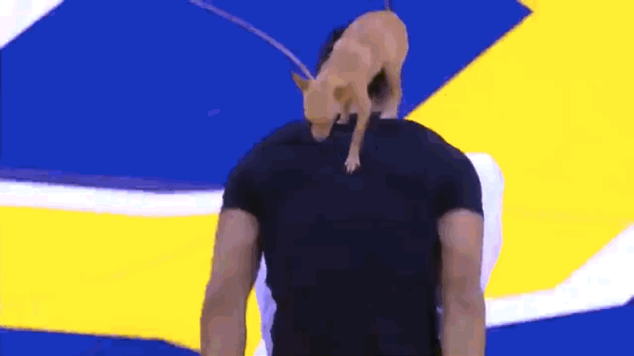 Tiny Acrobatic Dog Should Be The Next President