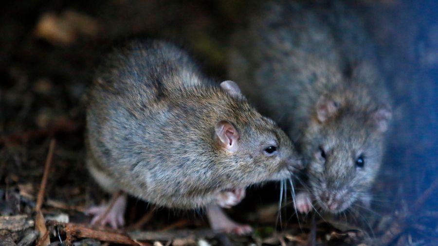 Oh God, My Car's Been Invaded By Rats